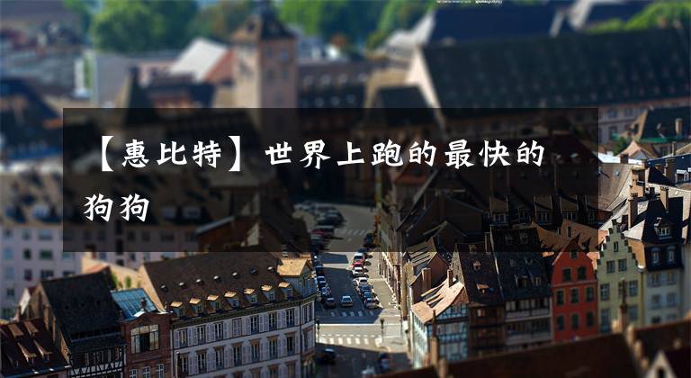 【惠比特】世界上跑的最快的狗狗