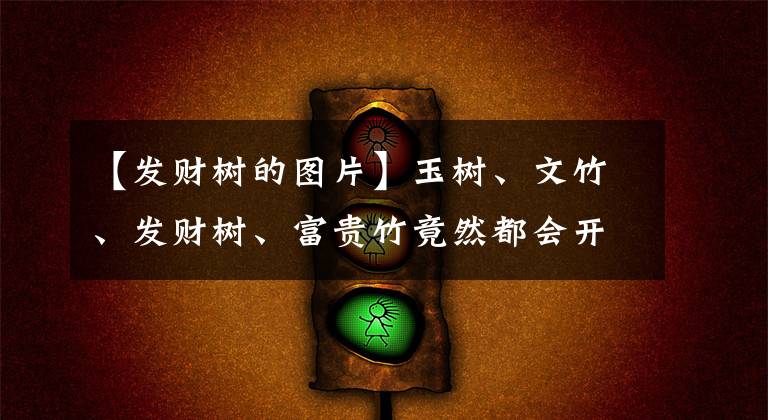 【发财树的图片】玉树、文竹、发财树、富贵竹竟然都会开花!