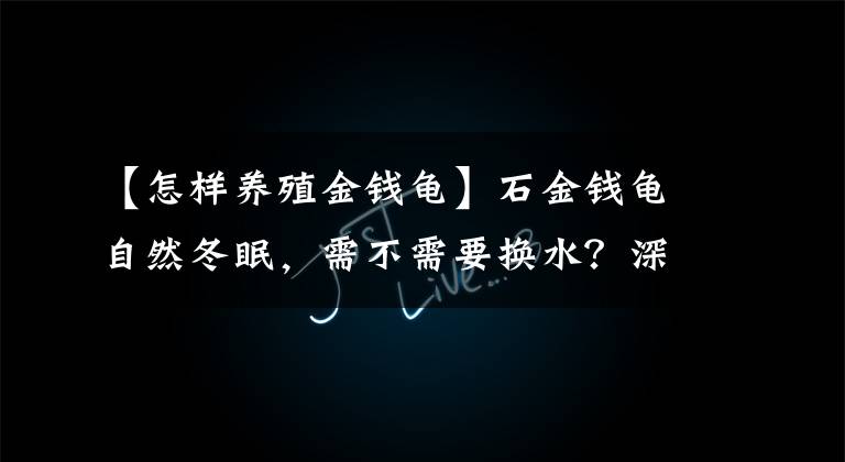 【怎样养殖金钱龟】石金钱龟自然冬眠,需不需要换水?深度冬眠时,需要注意什么?