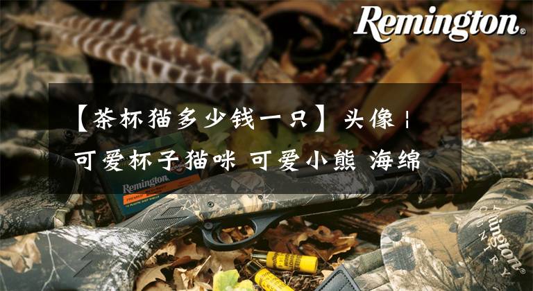 【茶杯猫多少钱一只】头像 | 可爱杯子猫咪 可爱小熊 海绵宝宝 背景图