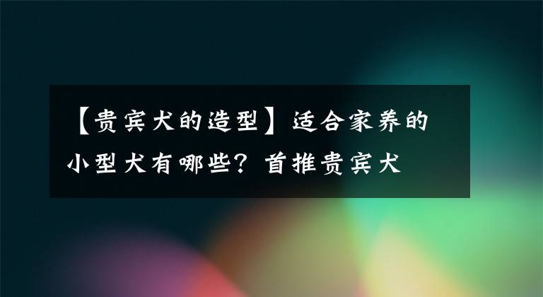 【贵宾犬的造型】适合家养的小型犬有哪些？首推贵宾犬