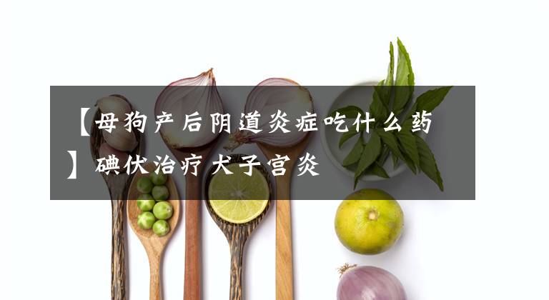 【母狗产后阴道炎症吃什么药】碘伏治疗犬子宫炎