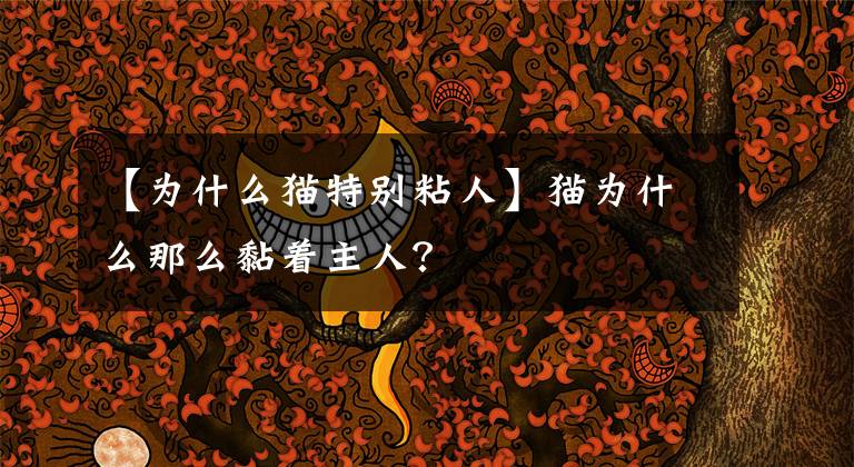 【为什么猫特别粘人】猫为什么那么黏着主人？