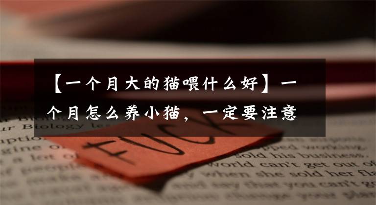 【一个月大的猫喂什么好】一个月怎么养小猫,一定要注意这几点