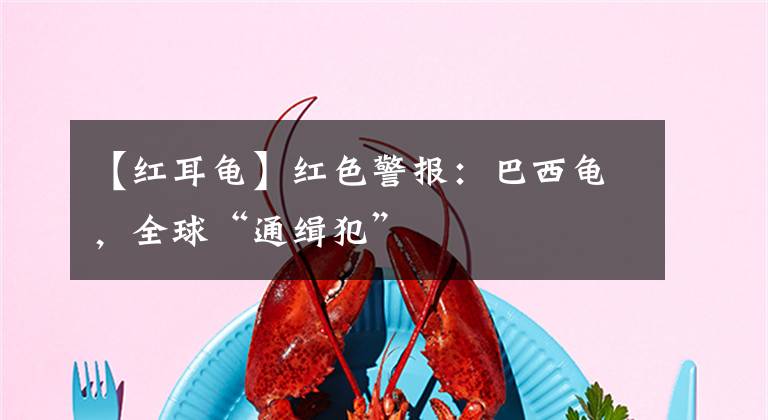 【红耳龟】红色警报:巴西龟,全球“通缉犯”