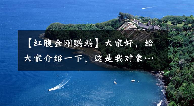【红腹金刚鹦鹉】大家好，给大家介绍一下，这是我对象……