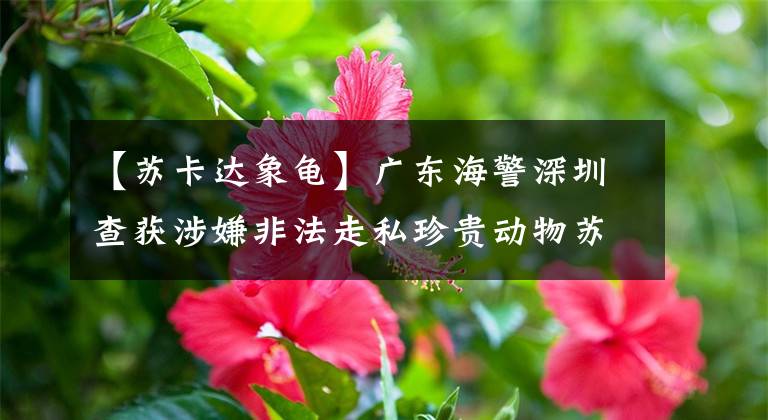 【苏卡达象龟】广东海警深圳查获涉嫌非法走私珍贵动物苏卡达龟