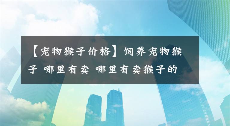 【宠物猴子价格】饲养宠物猴子 哪里有卖 哪里有卖猴子的宠物猴子多少钱一只