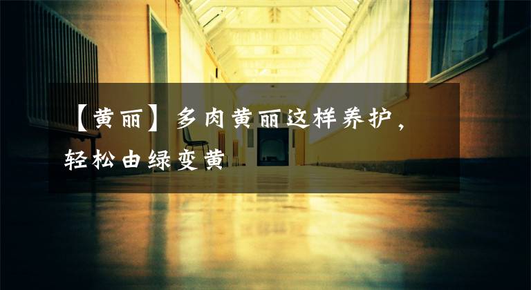 【黄丽】多肉黄丽这样养护,轻松由绿变黄