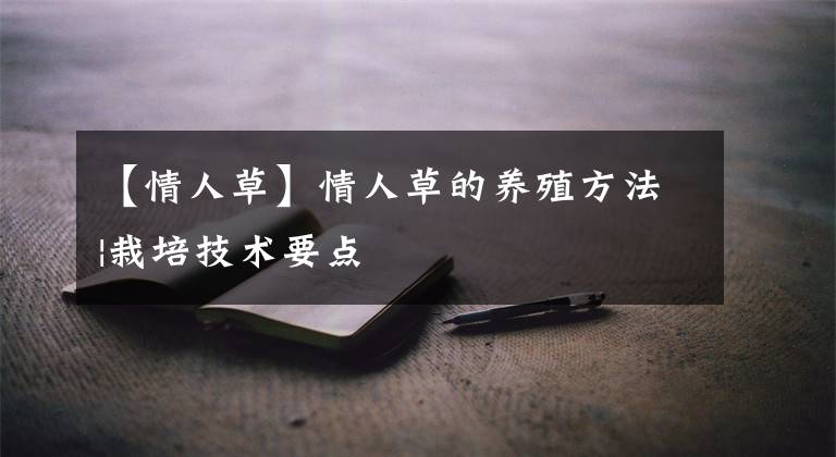 【情人草】情人草的养殖方法|栽培技术要点