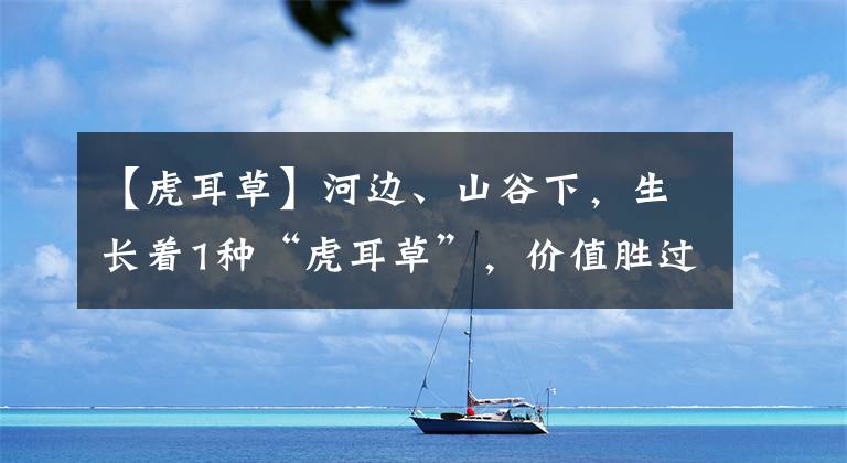 【虎耳草】河边、山谷下，生长着1种“虎耳草”，价值胜过车前草，珍贵！