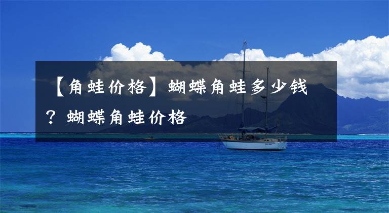 【角蛙价格】蝴蝶角蛙多少钱？蝴蝶角蛙价格
