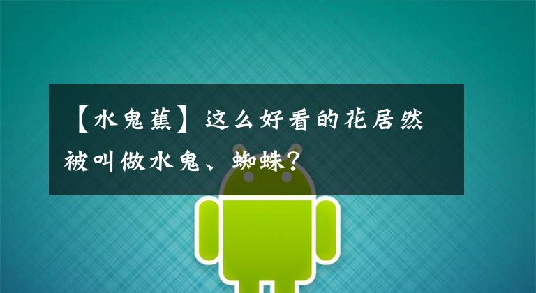 【水鬼蕉】这么好看的花居然被叫做水鬼、蜘蛛？