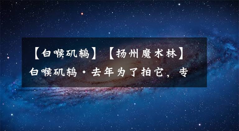 【白喉矶鸫】【扬州魔术林】白喉矶鸫•去年为了拍它，专程去北京，不想当我找到天坛拍点时，鸟在前一天南迁了。哪知前天瘦西湖魔术林一下来了仨（两公一雌）！这是我白喉矶鸫首拍。