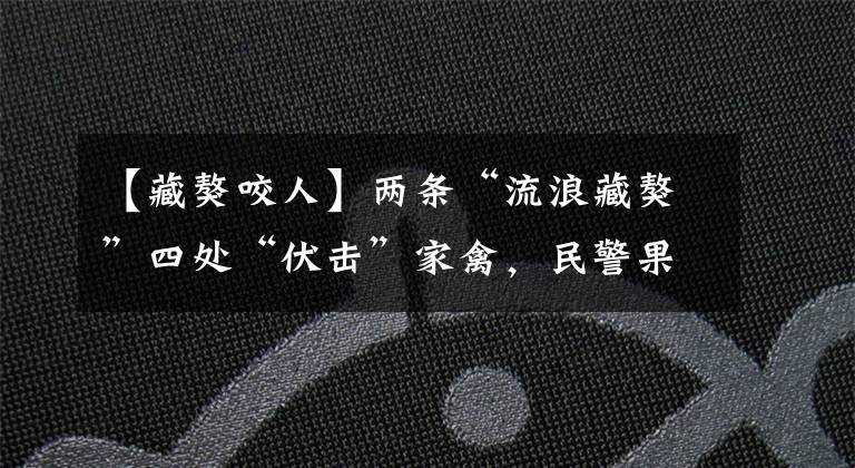 【藏獒咬人】两条“流浪藏獒”四处“伏击”家禽，民警果断开枪击毙