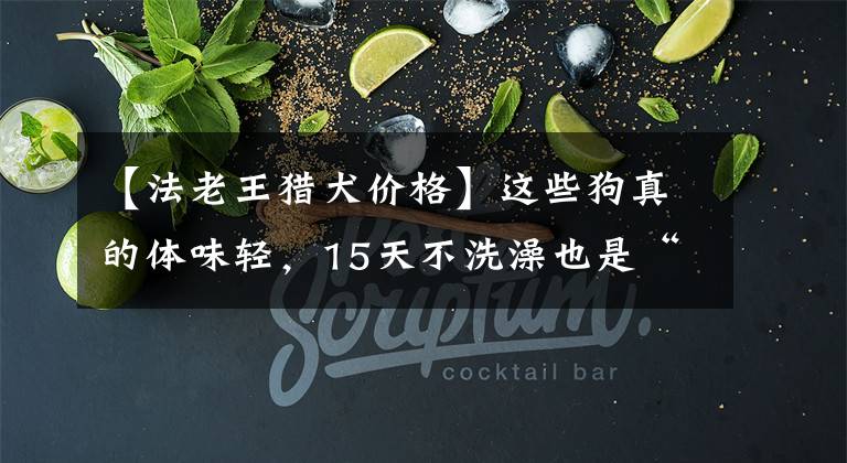 【法老王猎犬价格】这些狗真的体味轻,15天不洗澡也是“香香的”