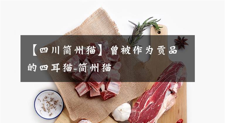 【四川简州猫】曾被作为贡品的四耳猫-简州猫