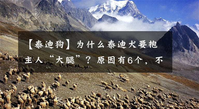 【泰迪狗】为什么泰迪犬要抱主人“大腿”？原因有6个，不是因为好色
