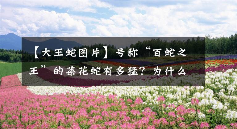 【大王蛇图片】号称“百蛇之王”的菜花蛇有多猛？为什么毒蛇会怕菜花蛇？