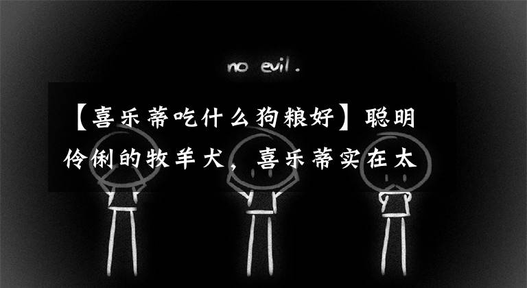 【喜乐蒂吃什么狗粮好】聪明伶俐的牧羊犬,喜乐蒂实在太胆小,这就是饲养人士少的原因吗