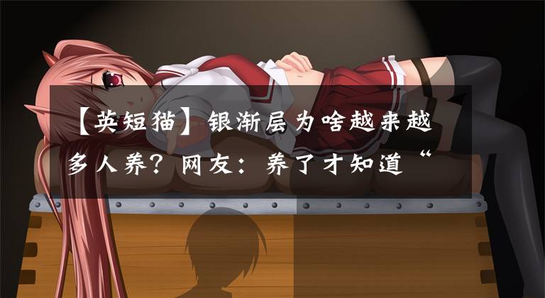 【英短猫】银渐层为啥越来越多人养？网友：养了才知道“真香”