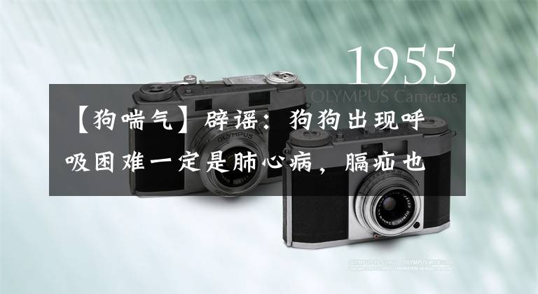 【狗喘气】辟谣:狗狗出现呼吸困难一定是肺心病,膈疝也会引起呼吸困难