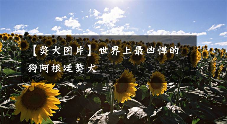 【獒犬图片】世界上最凶悍的狗阿根廷獒犬