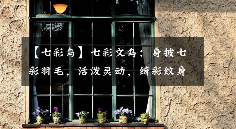 【七彩鸟】七彩文鸟:身披七彩羽毛,活泼灵动,绮彩纹身艳丽娆