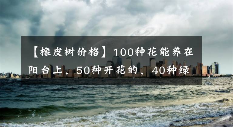【橡皮树价格】100种花能养在阳台上，50种开花的，40种绿植，10种蔬果