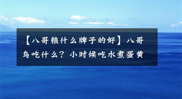 【八哥粮什么牌子的好】八哥鸟吃什么?小时候吃水煮蛋黄或花生。