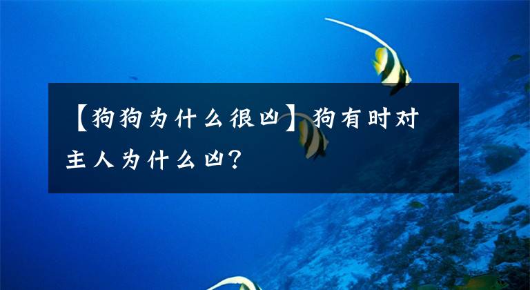 【狗狗为什么很凶】狗有时对主人为什么凶?