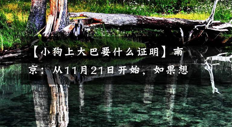 【小狗上大巴要什么证明】南京:从11月21日开始,如果想带动物乘坐公交车,必须凭凭证出发