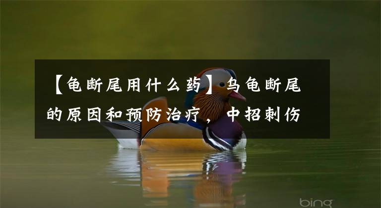 【龟断尾用什么药】乌龟断尾的原因和预防治疗,中招刺伤了这里!