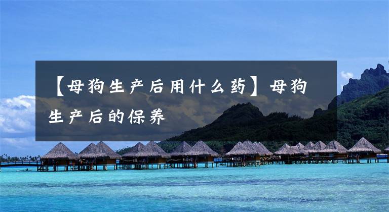 【母狗生产后用什么药】母狗生产后的保养