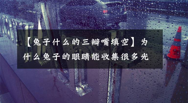 【兔子什么的三瓣嘴填空】为什么兔子的眼睛能收集很多光?原来它是夜行动物。
