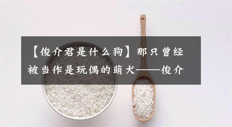 【俊介君是什么狗】那只曾经被当作是玩偶的萌犬——俊介君