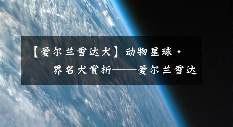 【爱尔兰雪达犬】动物星球·世界名犬赏析——爱尔兰雪达犬!