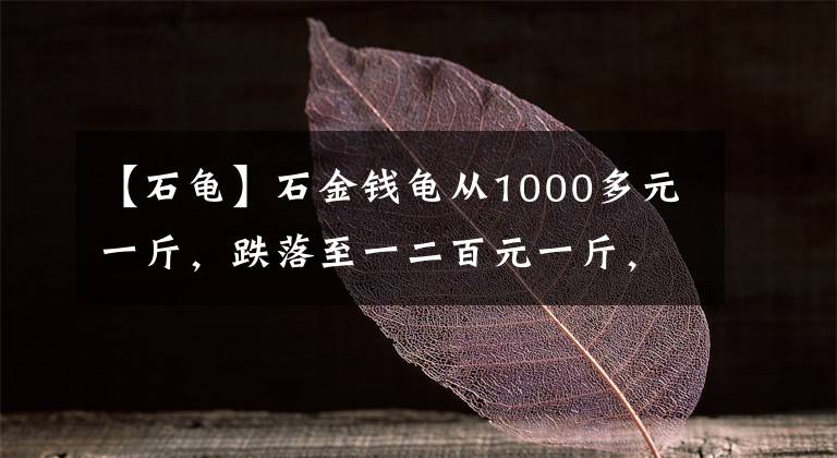 【石龟】石金钱龟从1000多元一斤，跌落至一二百元一斤，小农养殖户苦
