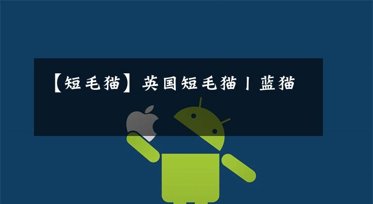 【短毛猫】英国短毛猫丨蓝猫
