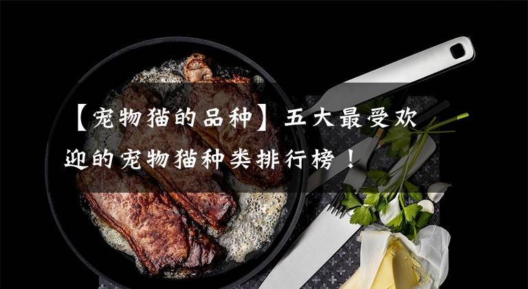 【宠物猫的品种】五大最受欢迎的宠物猫种类排行榜!