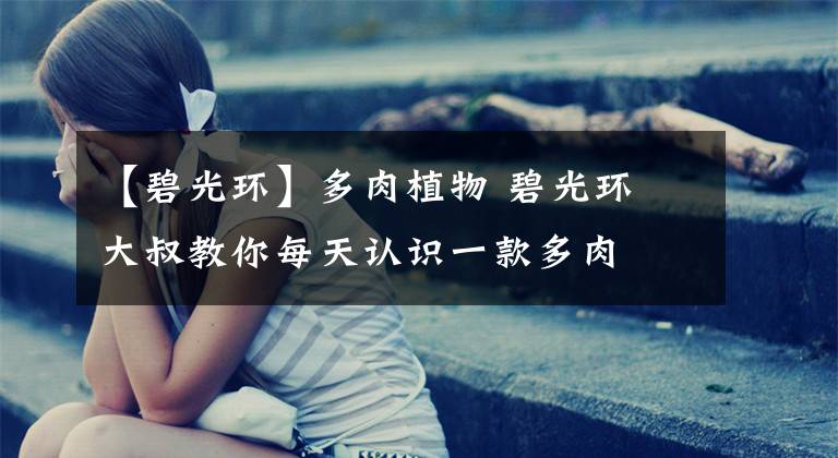 【碧光环】多肉植物 碧光环 大叔教你每天认识一款多肉