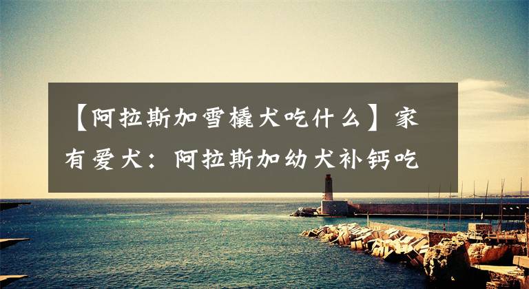 【阿拉斯加雪橇犬吃什么】家有爱犬:阿拉斯加幼犬补钙吃什么好,运动量大的雪橇犬合理补钙