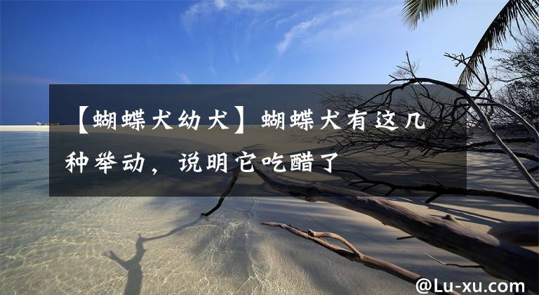 【蝴蝶犬幼犬】蝴蝶犬有这几种举动，说明它吃醋了