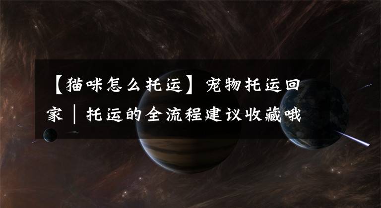 【猫咪怎么托运】宠物托运回家|托运的全流程建议收藏哦