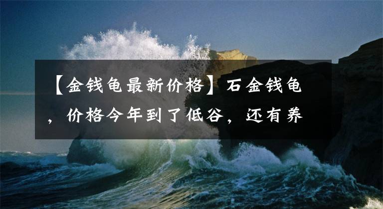 【金钱龟最新价格】石金钱龟，价格今年到了低谷，还有养下去的希望吗