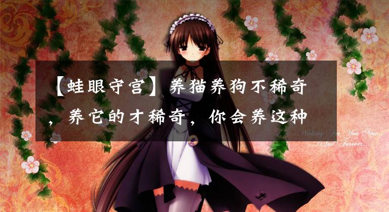 【蛙眼守宫】养猫养狗不稀奇，养它的才稀奇，你会养这种宠物吗？