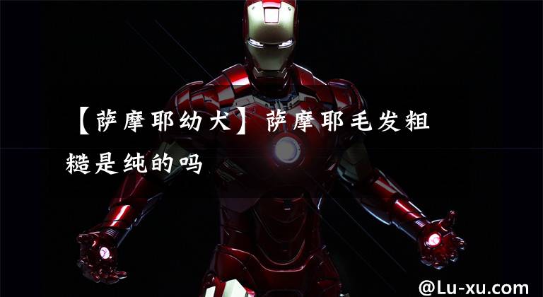 【萨摩耶幼犬】萨摩耶毛发粗糙是纯的吗