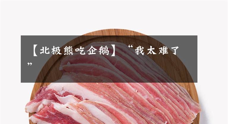 【北极熊吃企鹅】“我太难了”