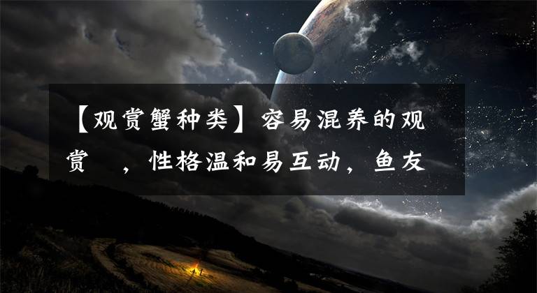 【观赏蟹种类】容易混养的观赏鲀，性格温和易互动，鱼友很省心