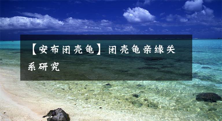 【安布闭壳龟】闭壳龟亲缘关系研究